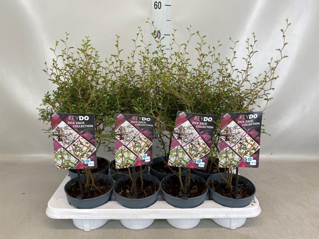 brokkoli saatgut gewinnen BIO Saatgut Brokkoli Calinaro  Biogartenladen